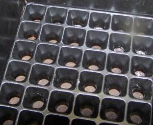 Center Press for Chocolate Candy Cream Fillings